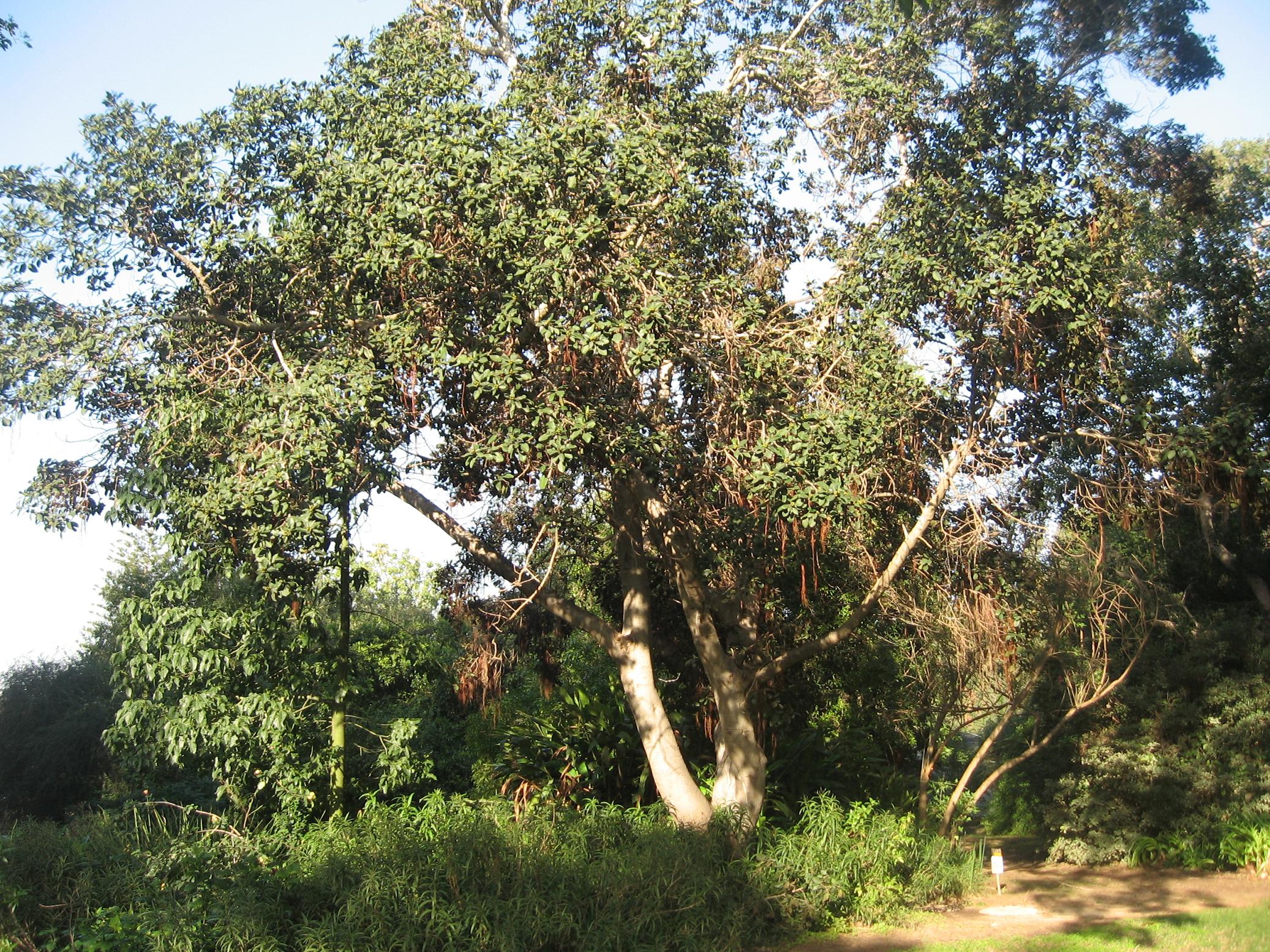 ficus rubiginosa